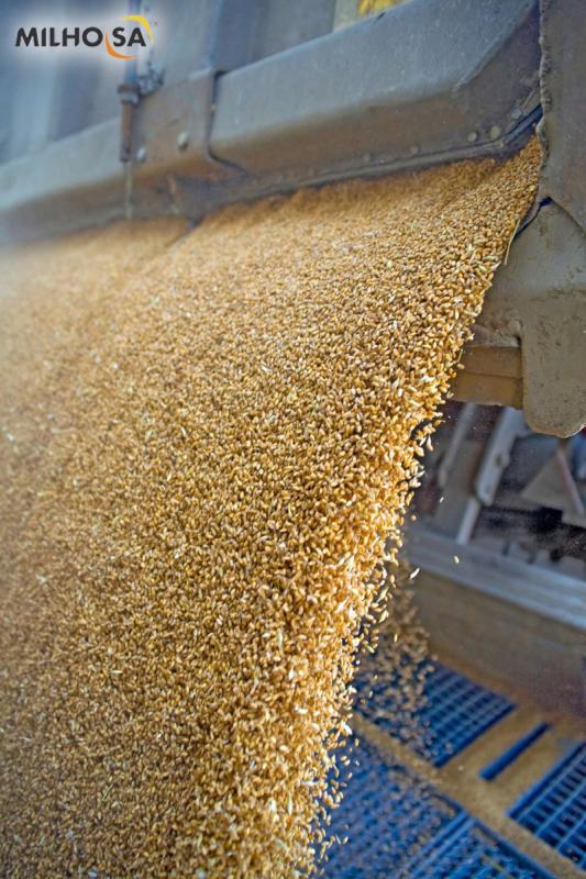 Máquina de triturar milho