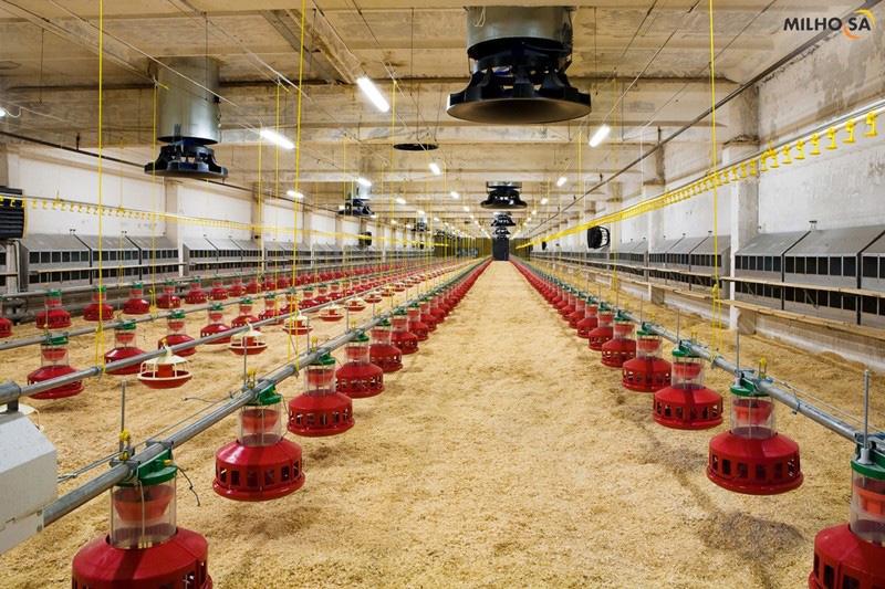Projeto de fábrica de ração animal